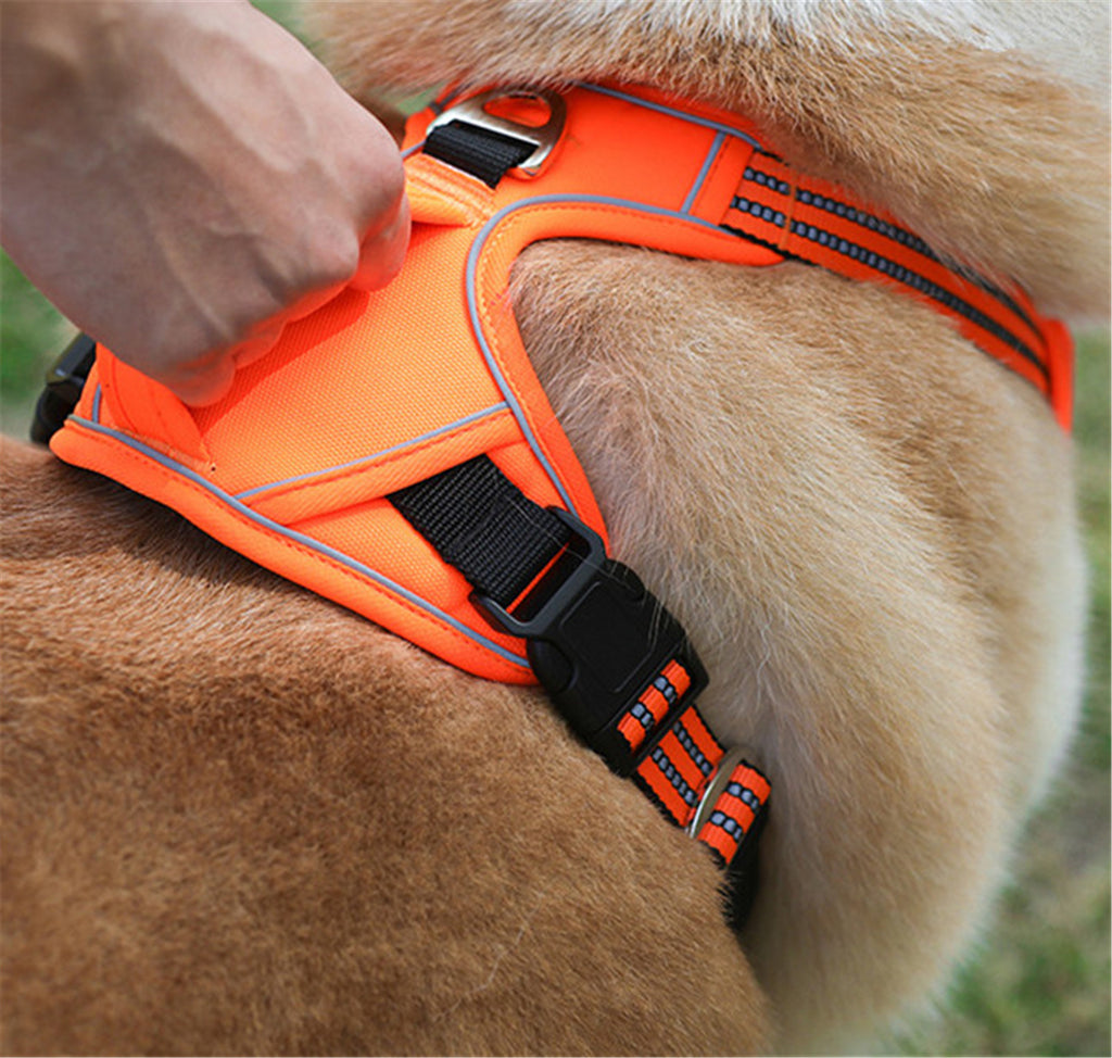 Waterproof Pet Harness with Handle — Adventure & Travel Ready